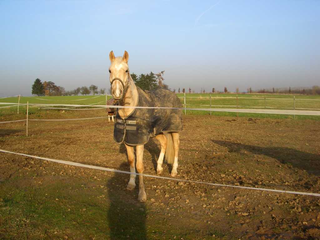 Reiten